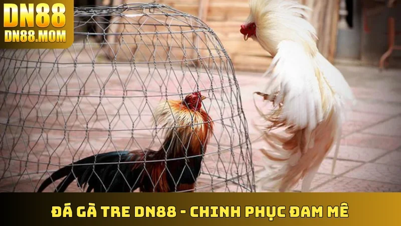 Đá Gà Tre